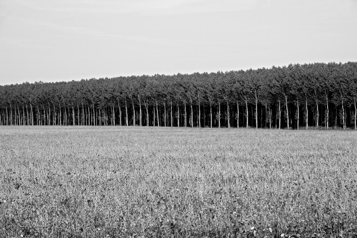 Italy trees 2009 005