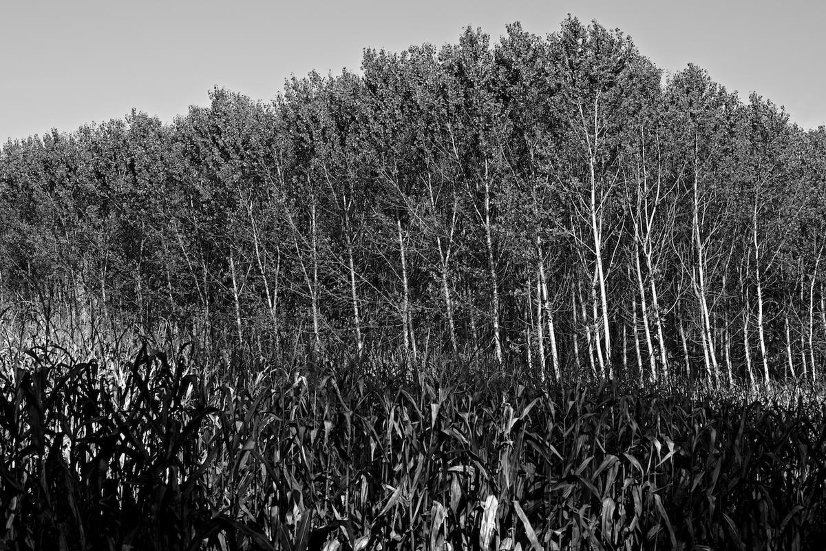 Italy trees 2009 010