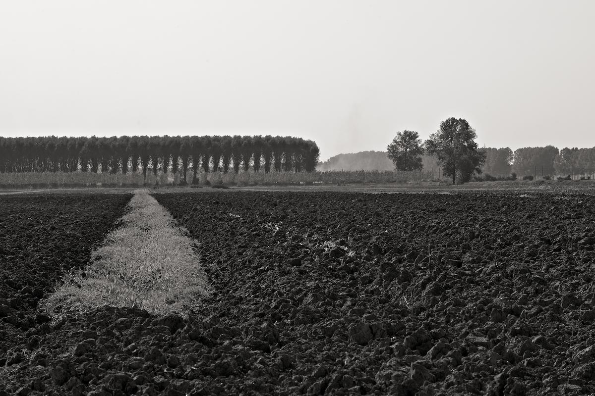 Italy trees 2009 011