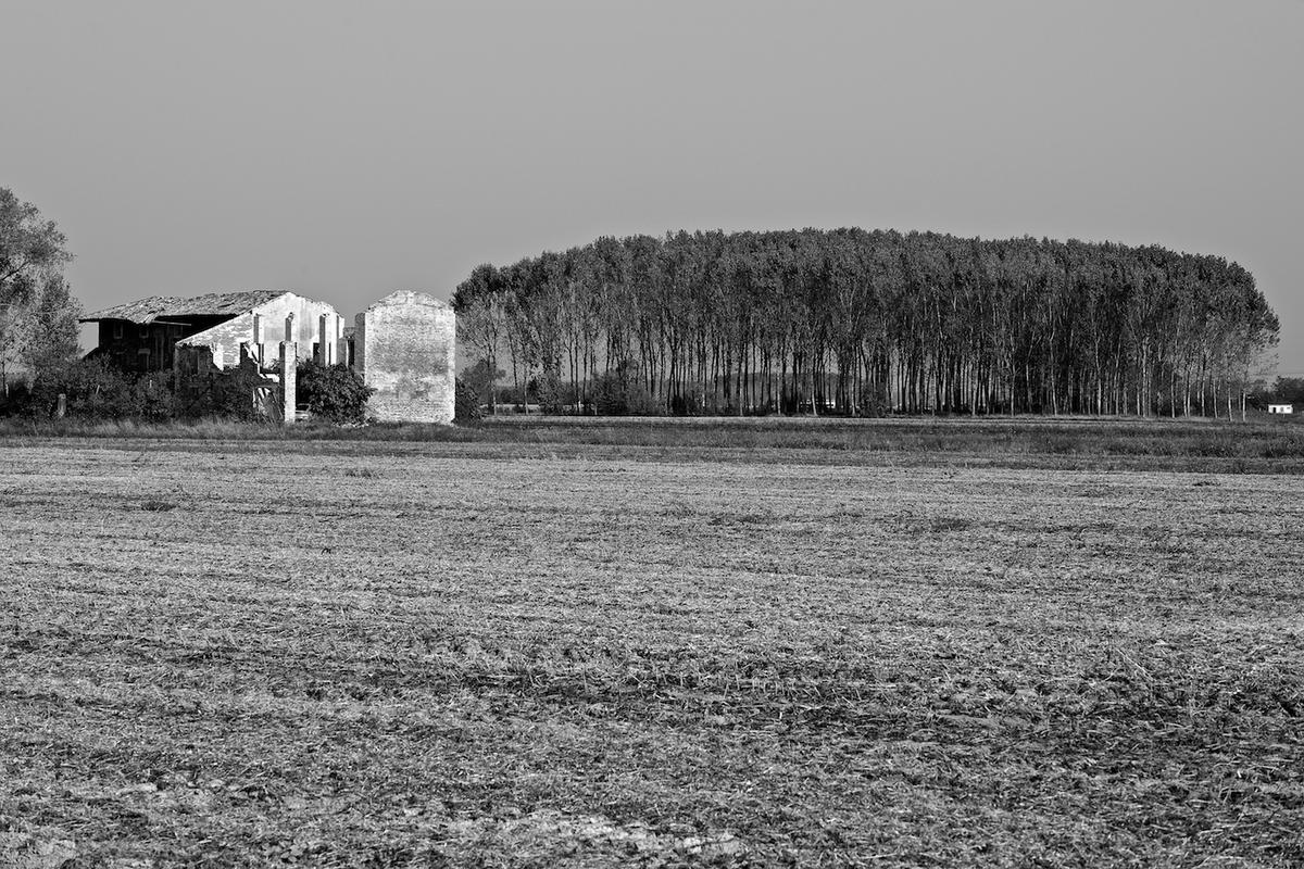 Italy trees 2009 013