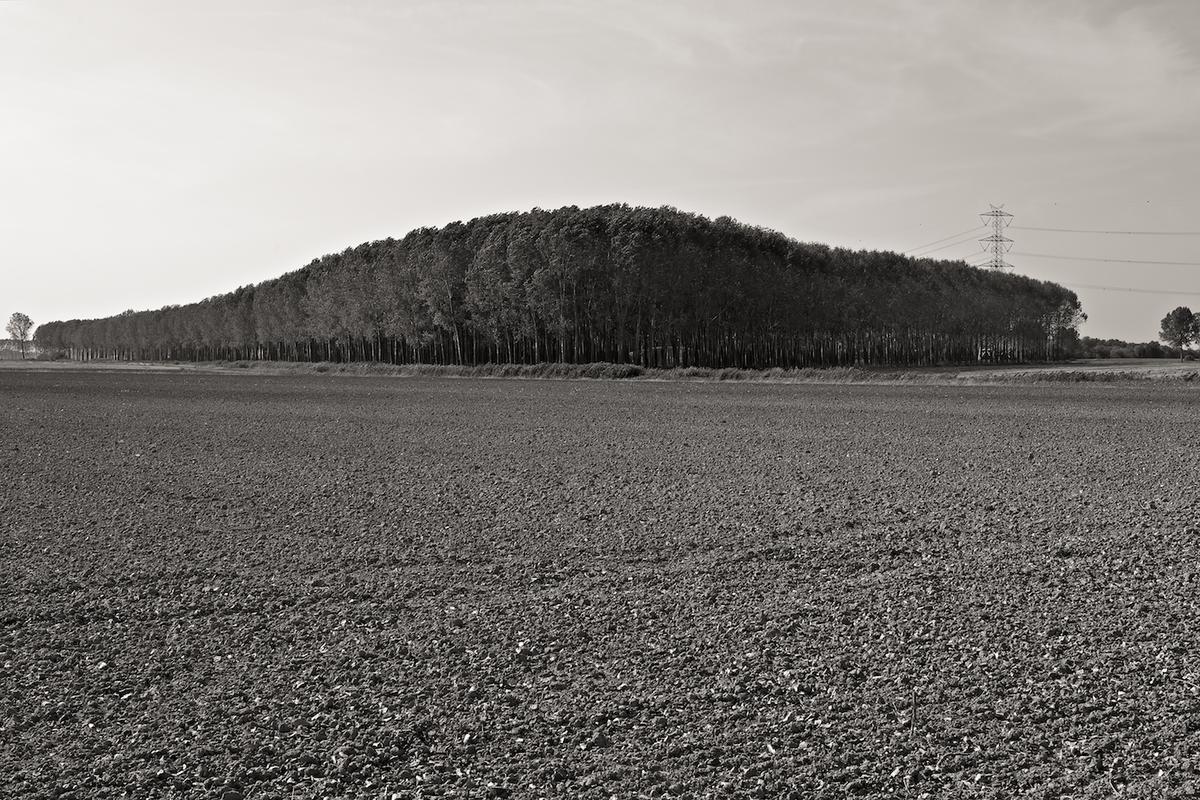 Italy trees 2009 014