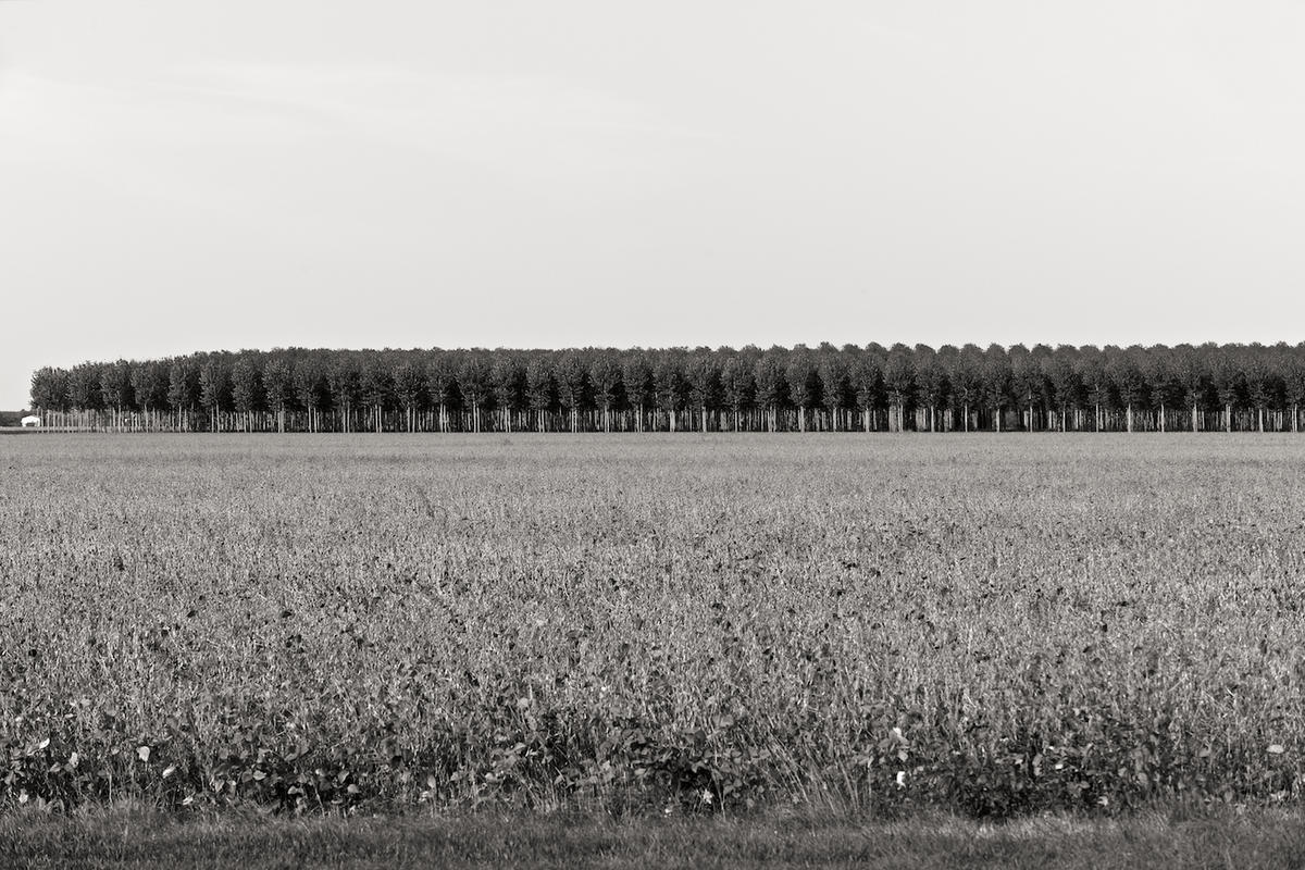 Italy trees 2009 015