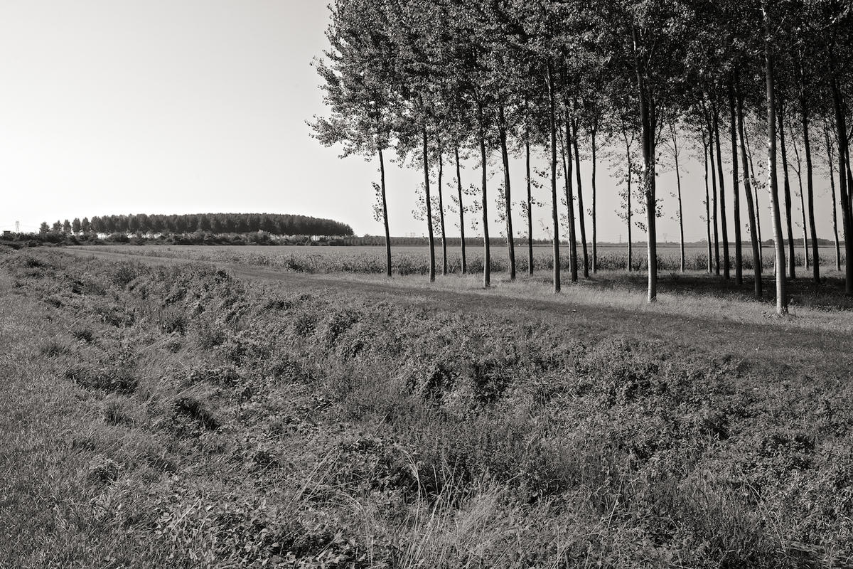 Italy trees 2009 016