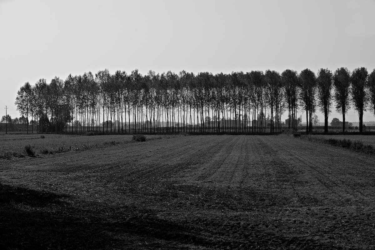 Italy trees 2009 019