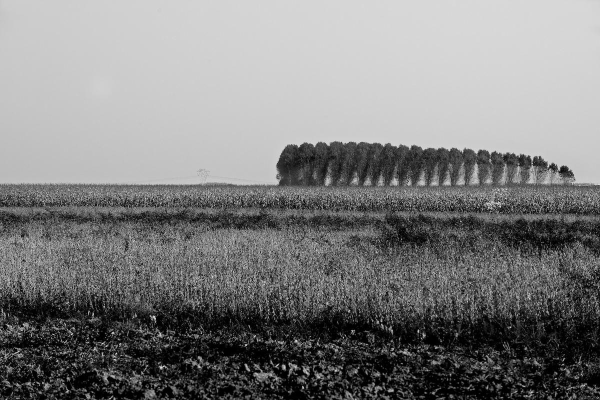 Italy trees 2009 020