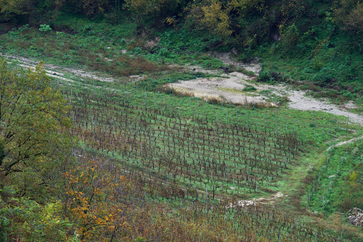 Vineyards 07