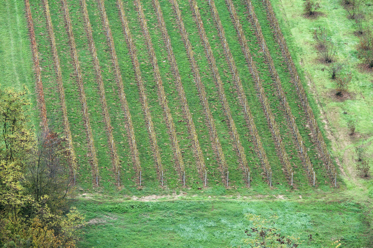 Vineyards 08