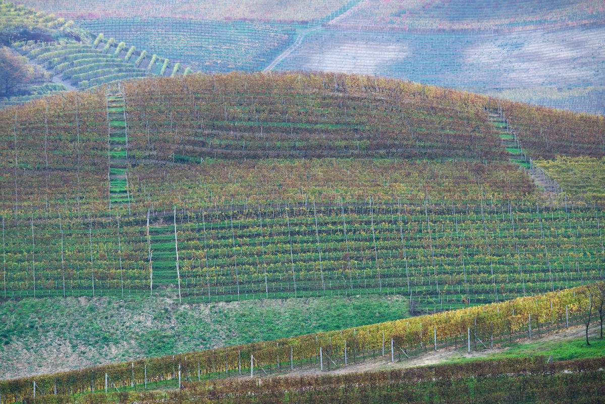 Vineyards 10