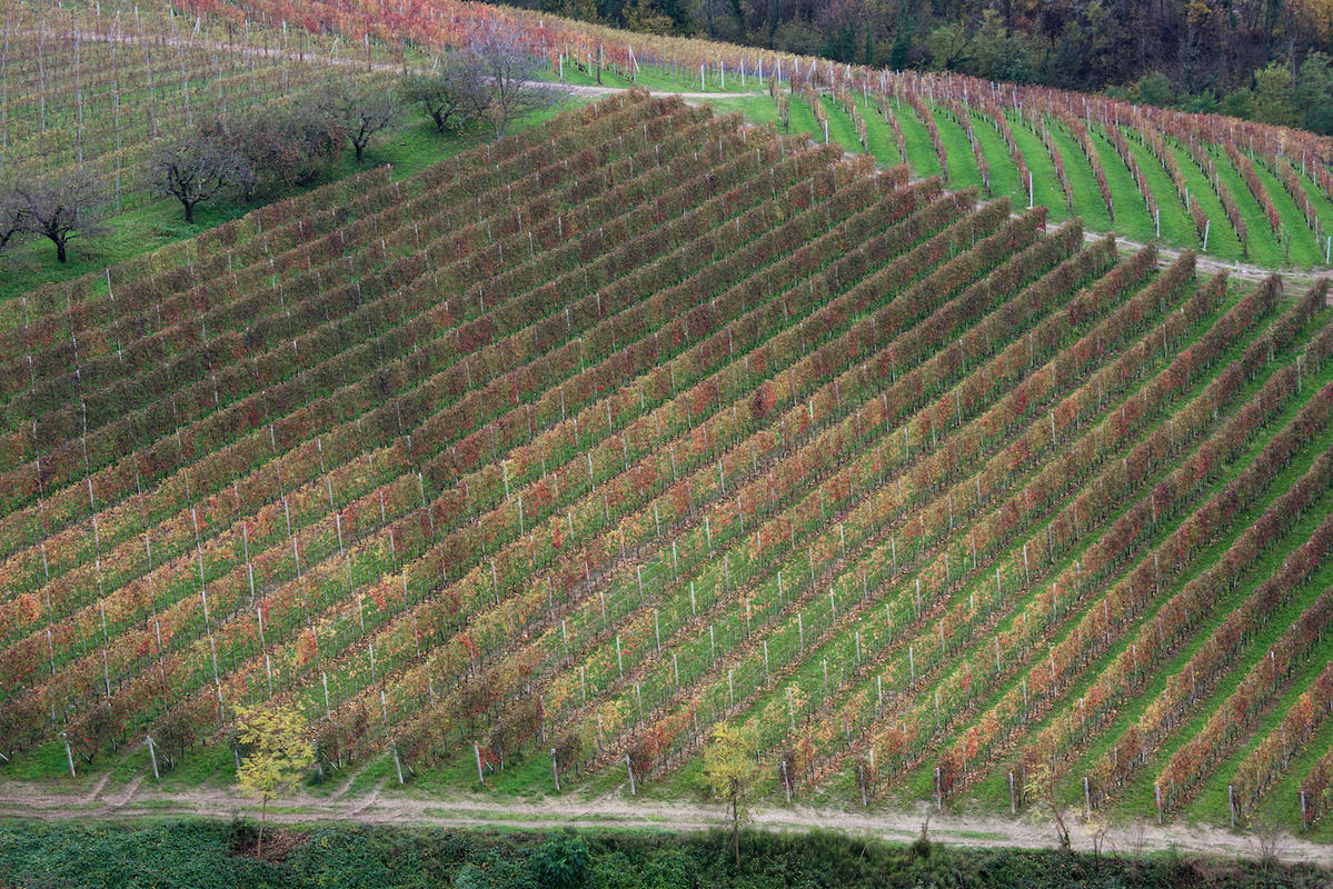 Vineyards 12