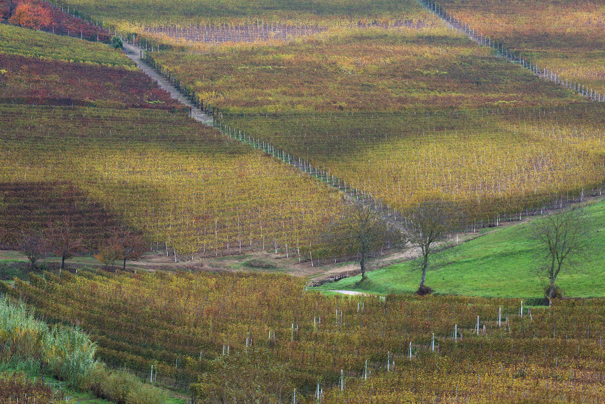 Vineyards 19