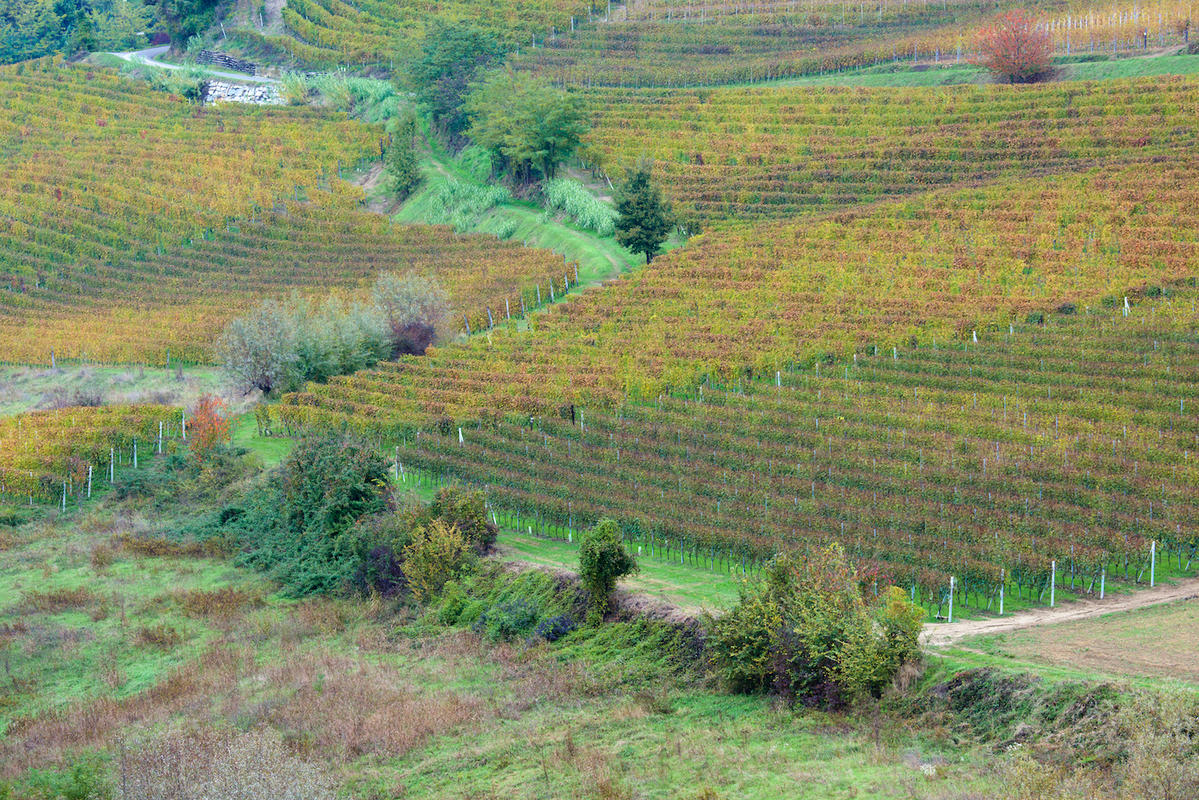 Vineyards 20