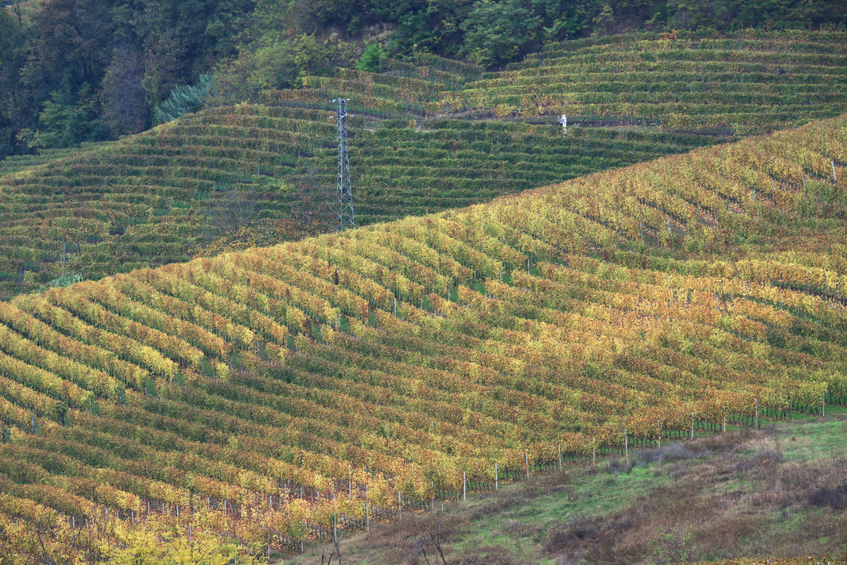 Vineyards 22