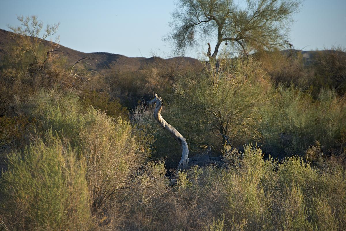 Lake martinez az 2012 neal rantoul 002