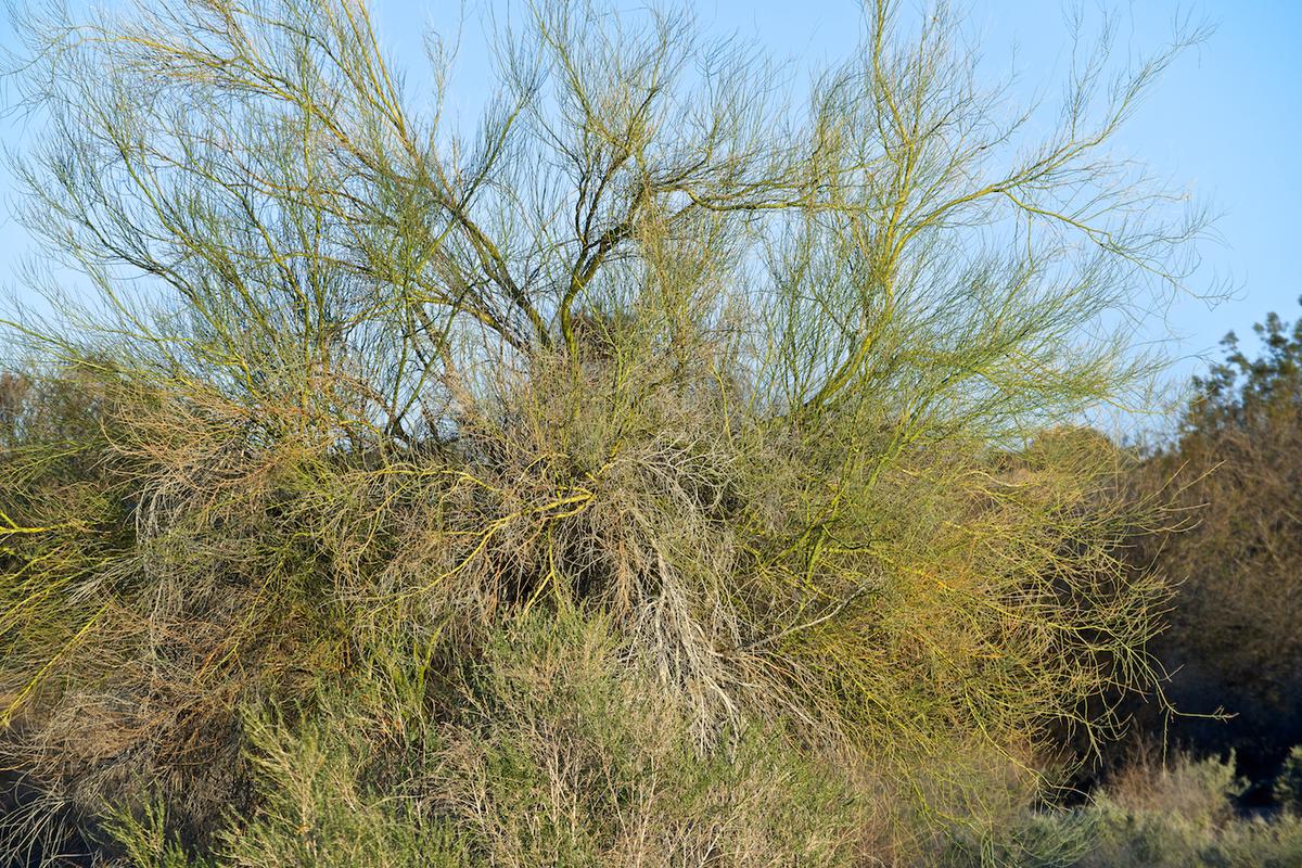 Lake martinez az 2012 neal rantoul 007