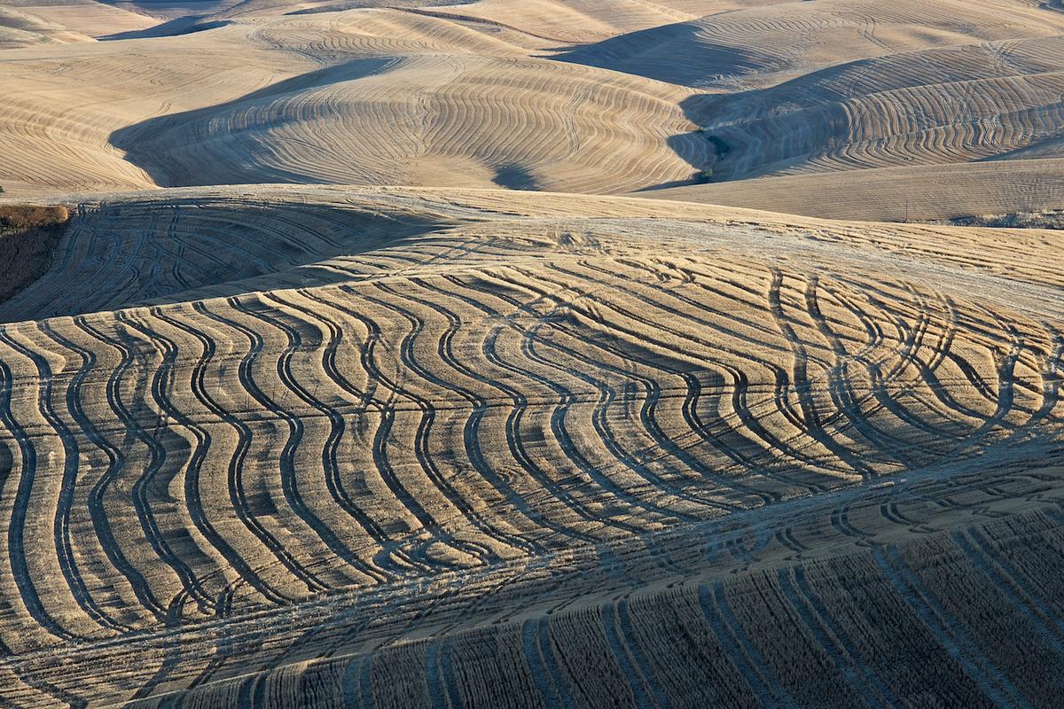 Wheat 2010 neal rantoul 011