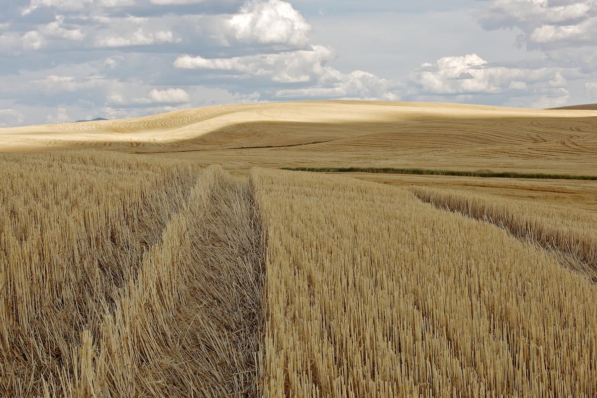 Wheat 2010 neal rantoul 014