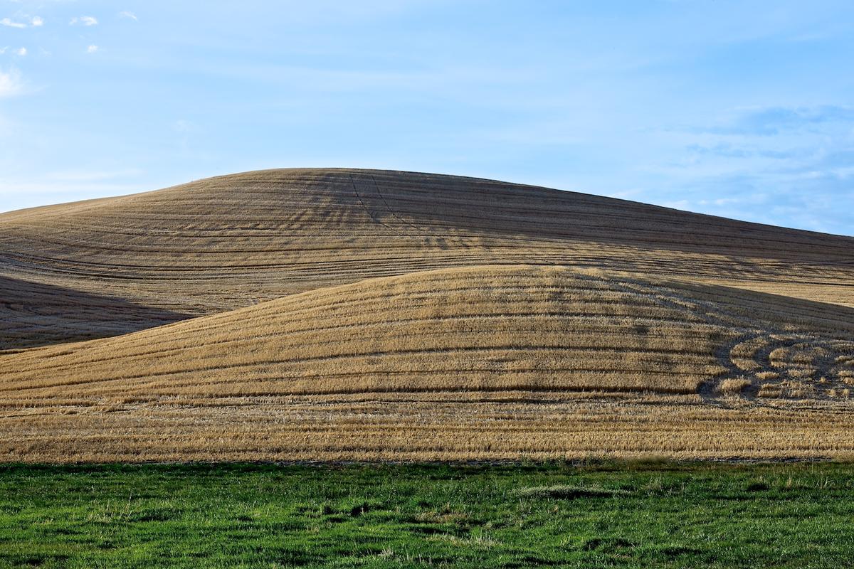 Wheat 2010 neal rantoul 015