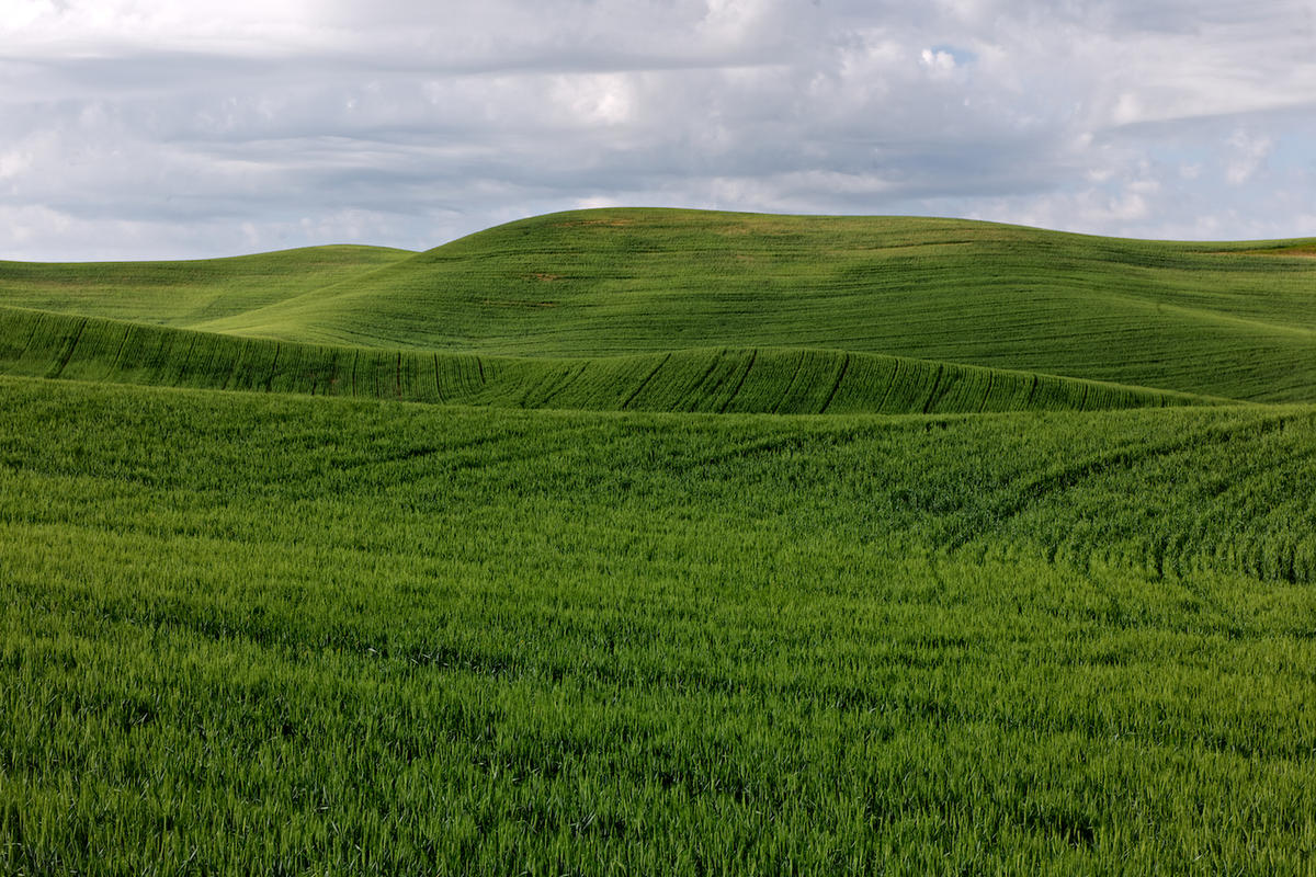 Wheat 2009 gr 03