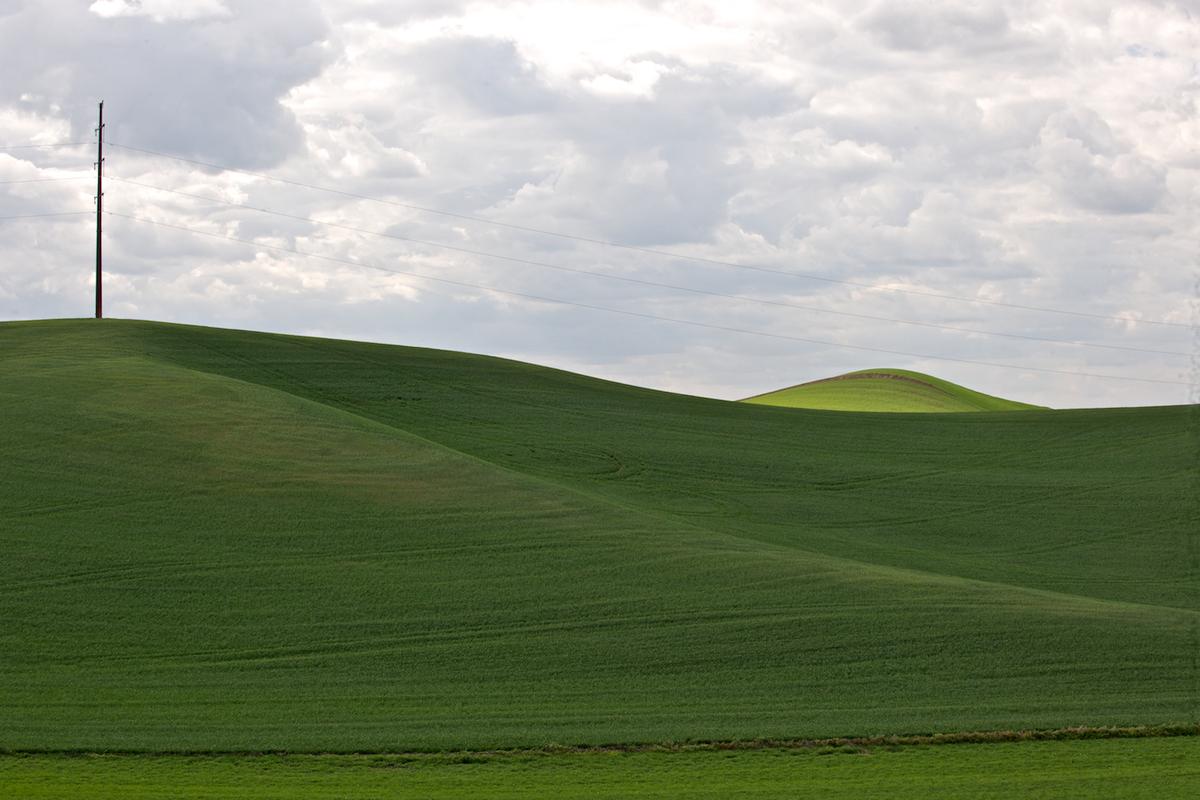 Wheat 2009 gr 06