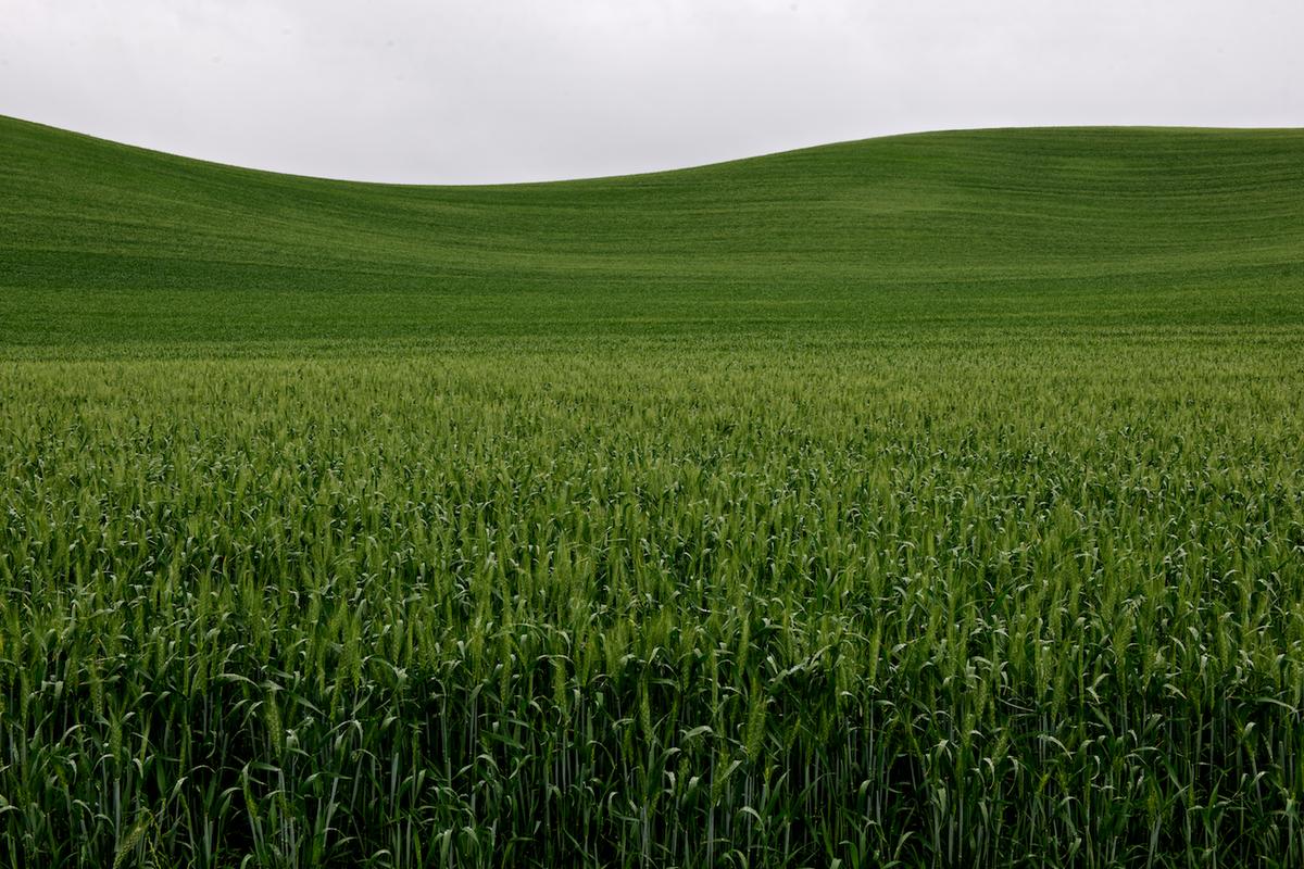 Wheat 2009 gr 09