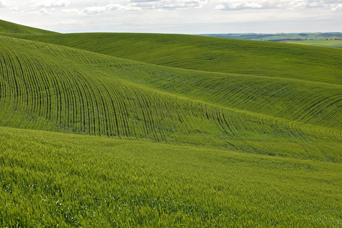 Wheat 2009 gr 18