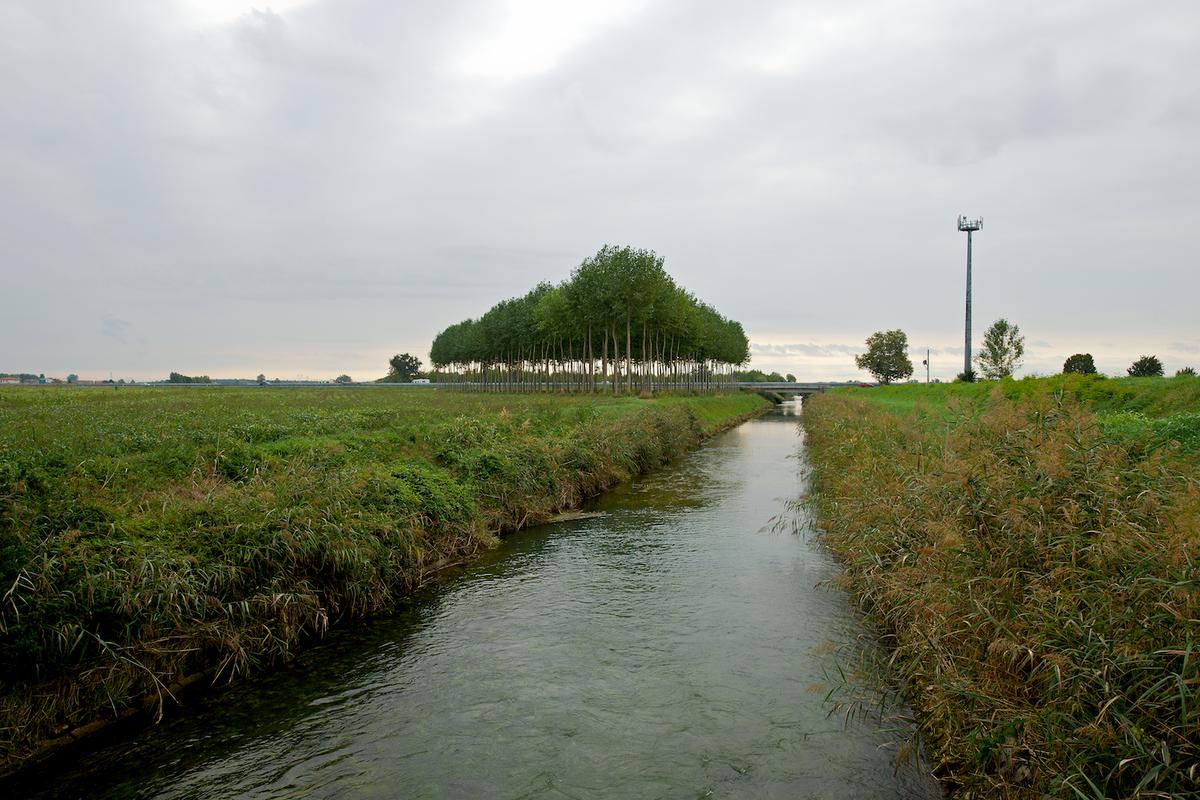 Italy trees 2012 46